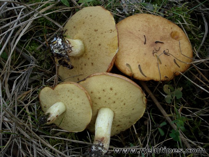 Suillus granulatus