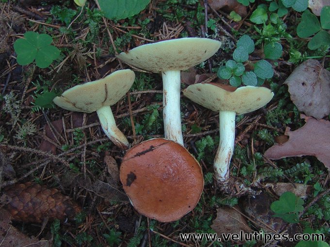 Suillus granulatus