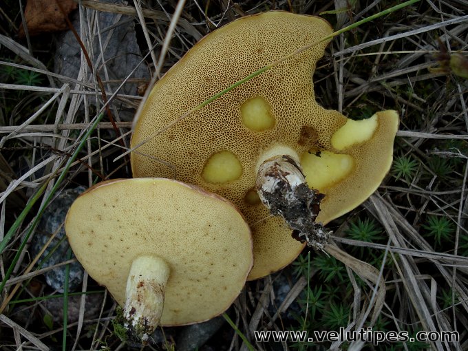 Suillus granulatus