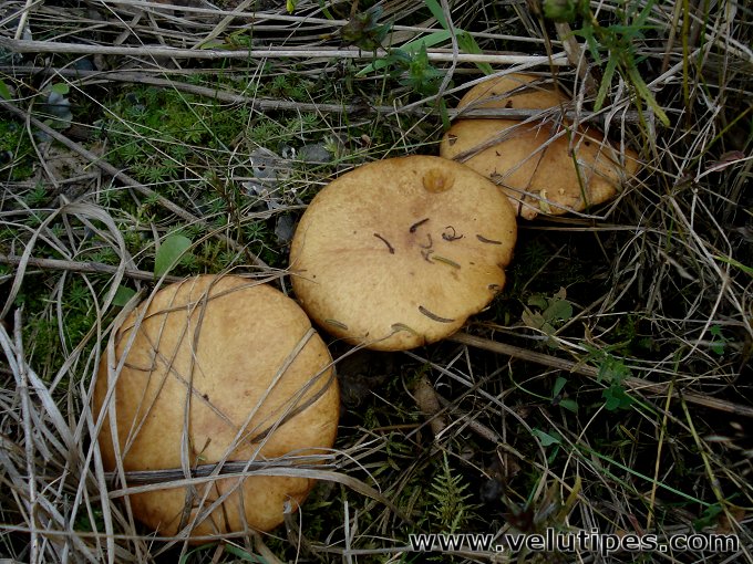 Suillus granulatus