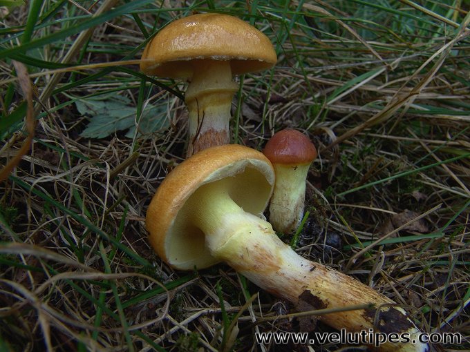  Suillus grevillei 