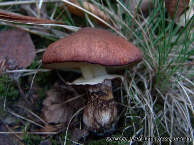 Suillus luteus