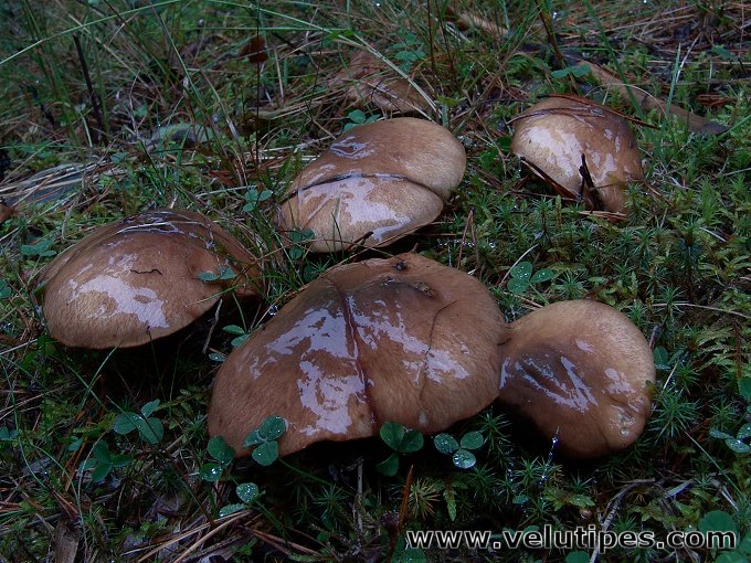 Suillus luteus