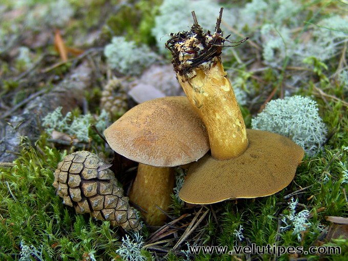 Suillus variegatus
