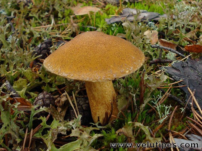 Suillus variegatus