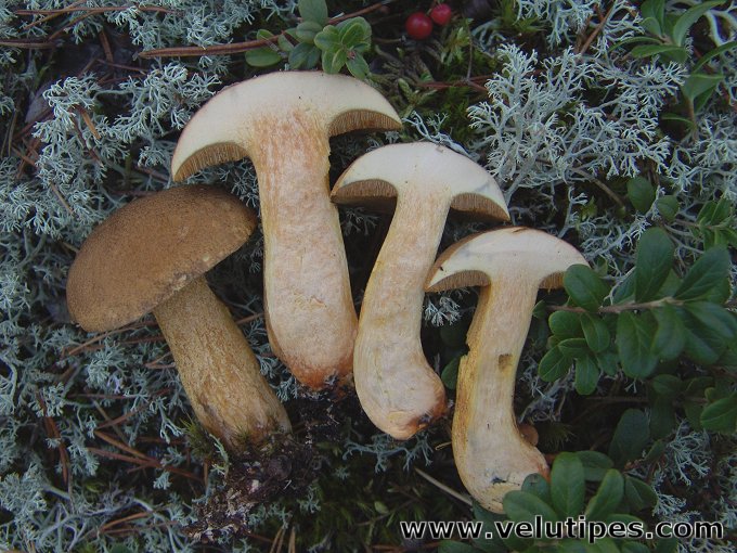 Suillus variegatus
