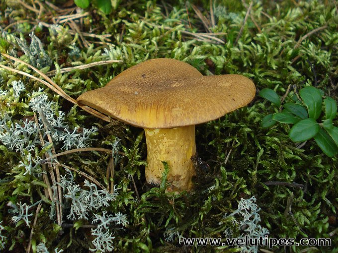 Suillus variegatus