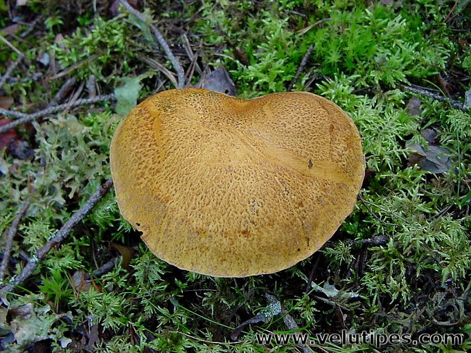 Suillus variegatus