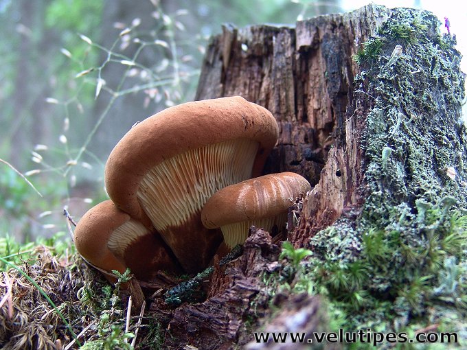 Tapinella atrotomentosa