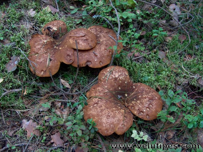 Tapinella atrotomentosa