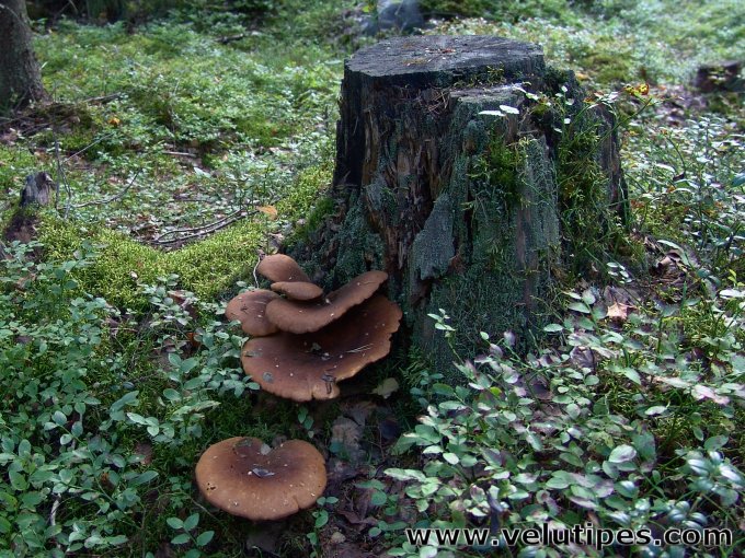 Tapinella atrotomentosa