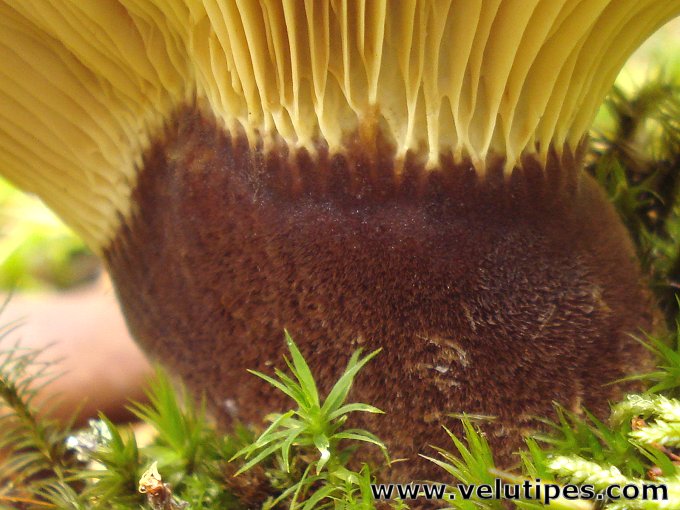 Tapinella atrotomentosa