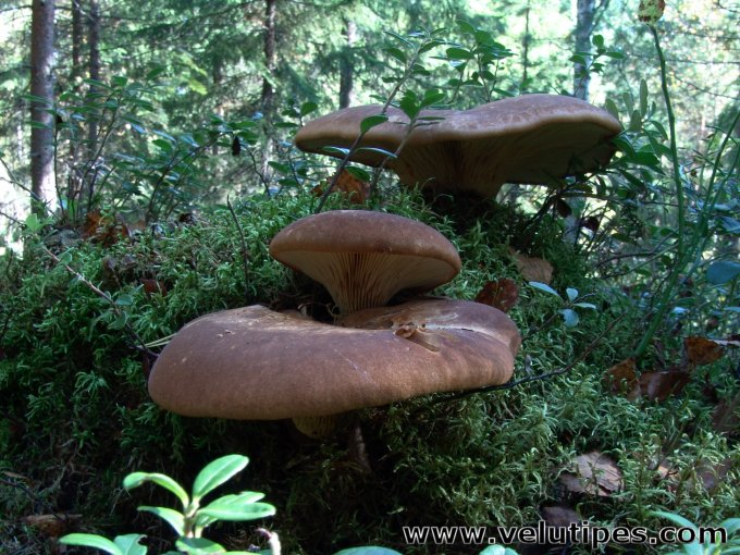 Tapinella atrotomentosa