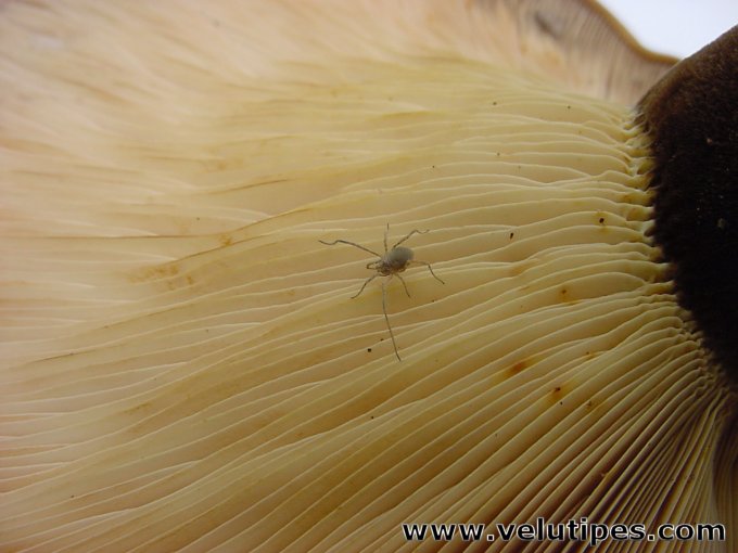 Tapinella atrotomentosa