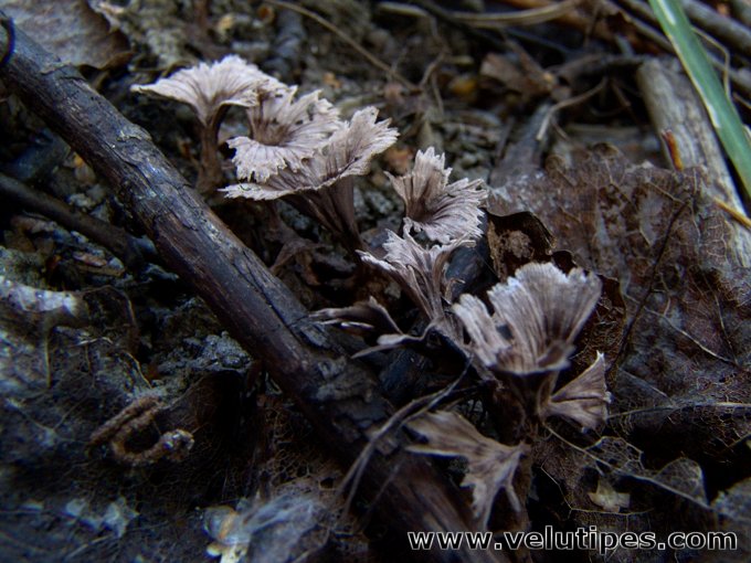  Thelephora caryophyllea 