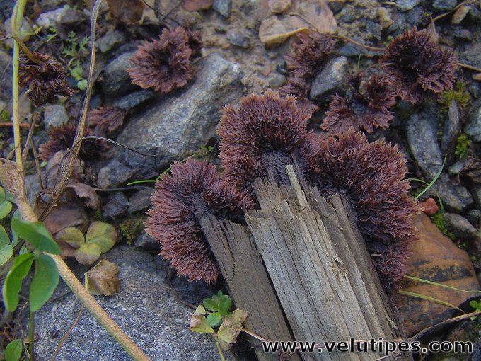 Thelephora terrestris 