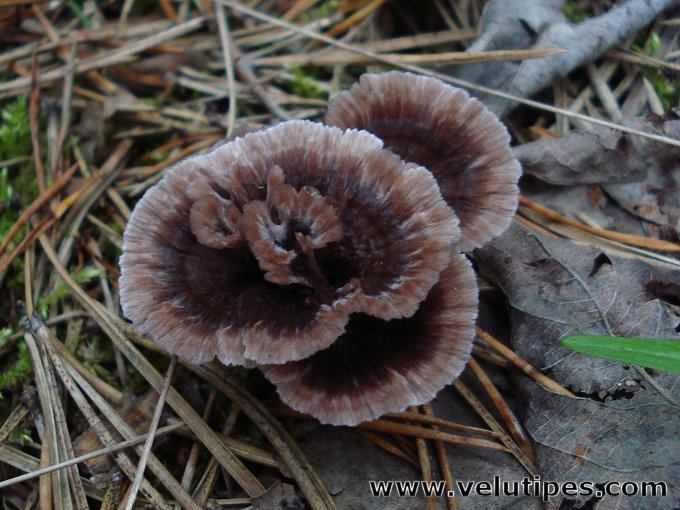  Thelephora terrestris 