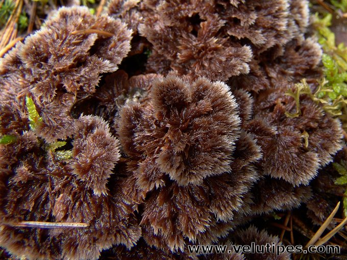  Thelephora terrestris 