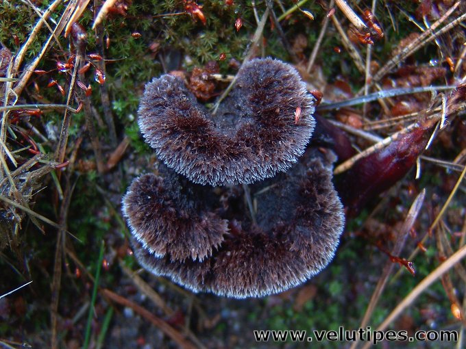  Thelephora terrestris 