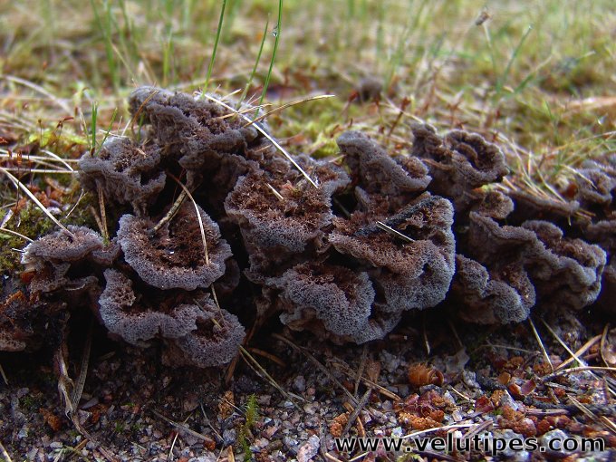  Thelephora terrestris 