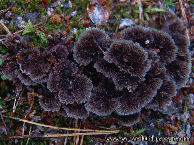  Thelephora terrestris 