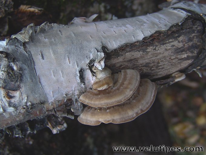 Trametes betulina