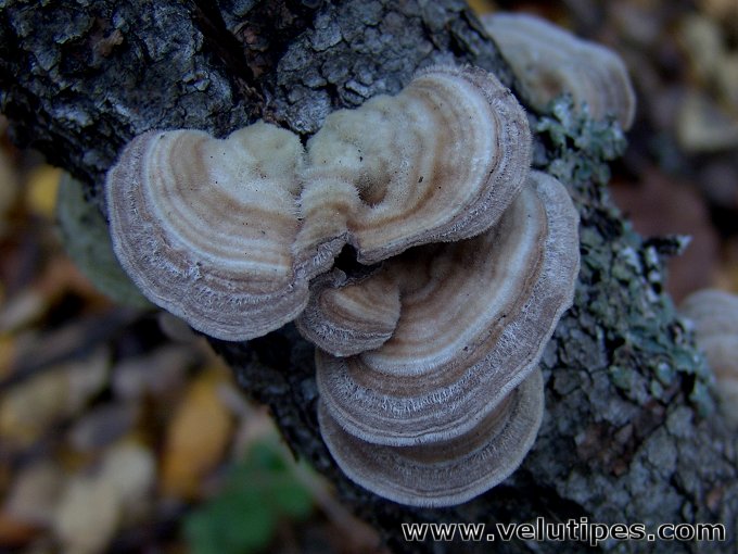 Trametes betulina