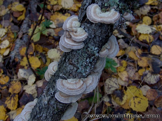 Trametes betulina