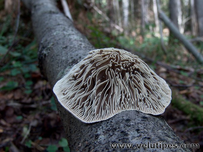 Trametes betulina