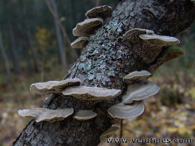 Trametes betulina