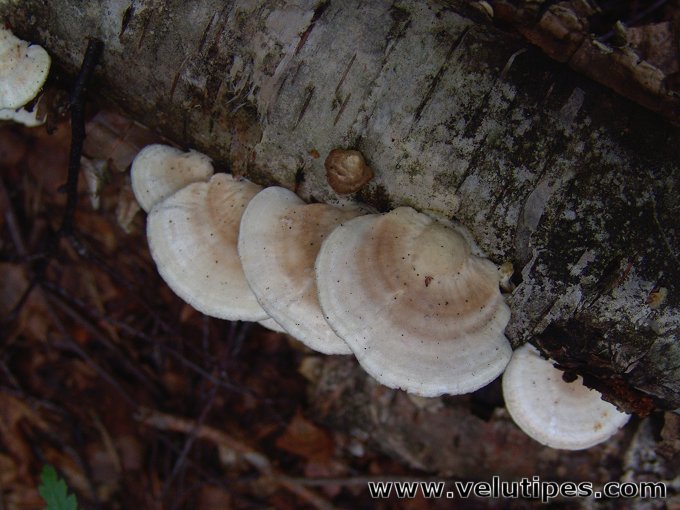 Trametes pubescens