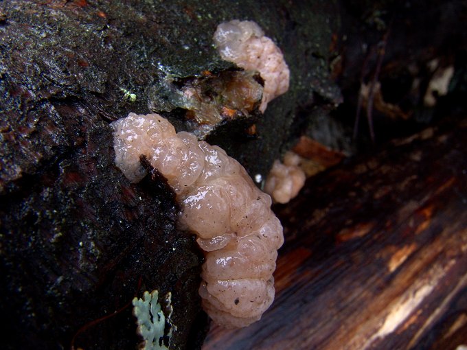 Tremella encephala