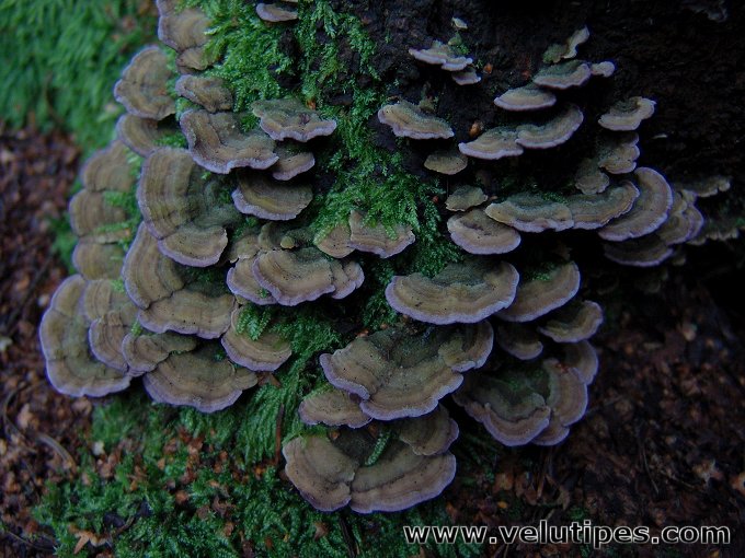 Trichaptum abietinum