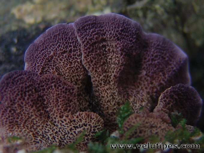 Trichaptum abietinum