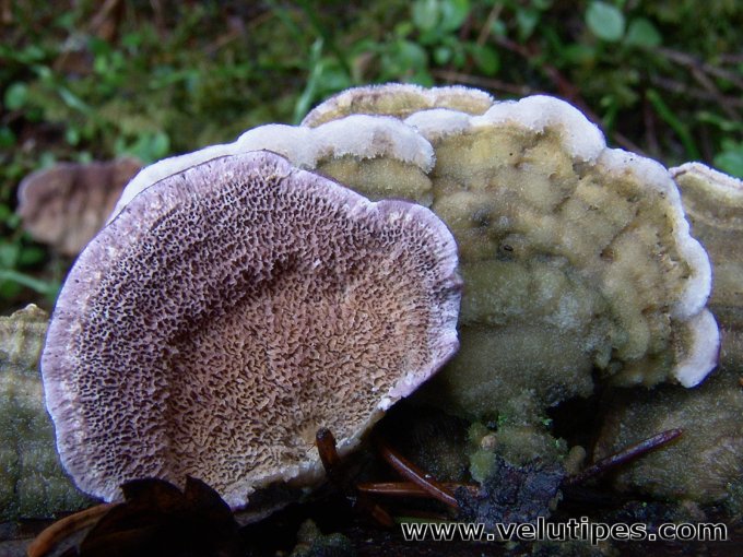 Trichaptum abietinum