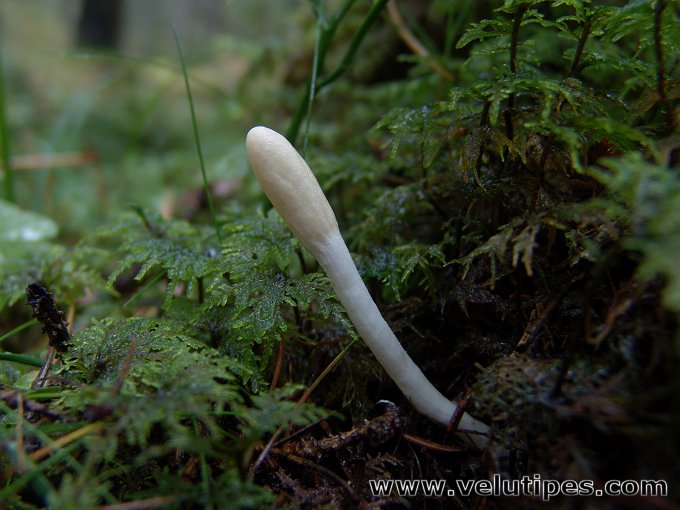 Trichoderma leucopus