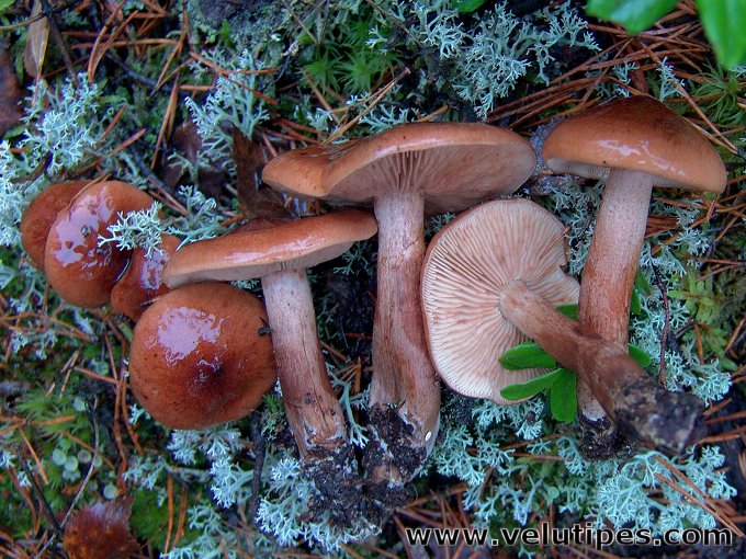 Tricholoma albobrunneum