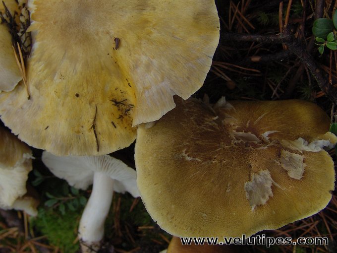 Tricholoma arvernense