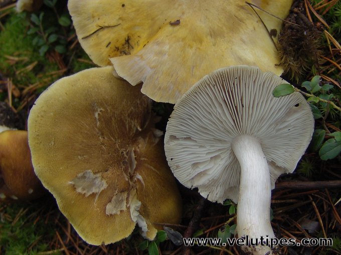Tricholoma arvernense