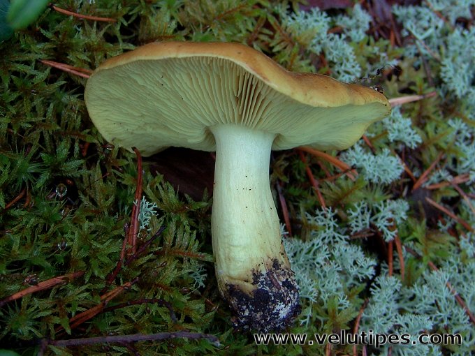 Tricholoma equestre