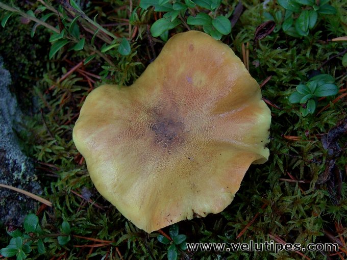 Tricholoma equestre