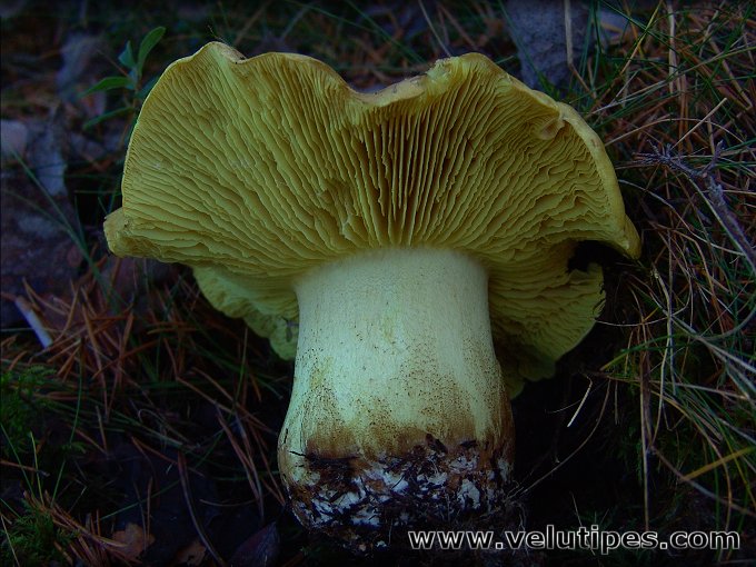 Tricholoma equestre