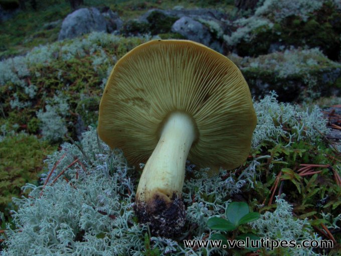 Tricholoma equestre