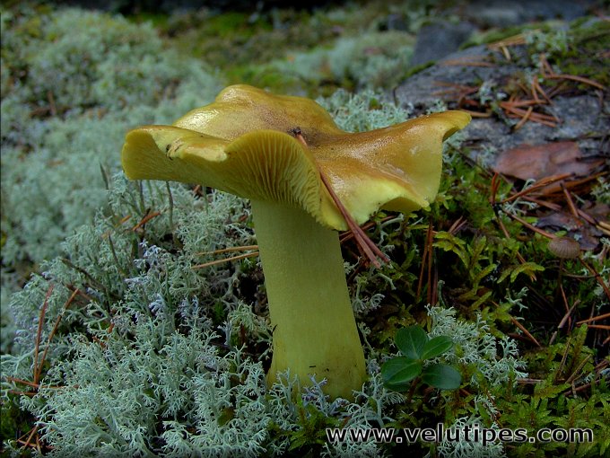 Tricholoma equestre