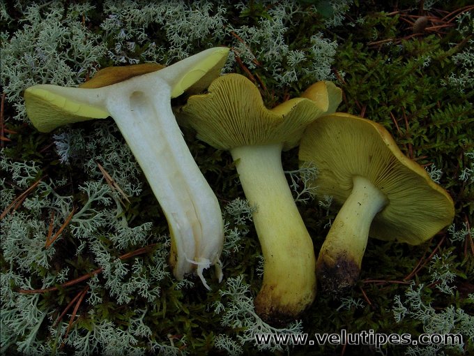 Tricholoma equestre