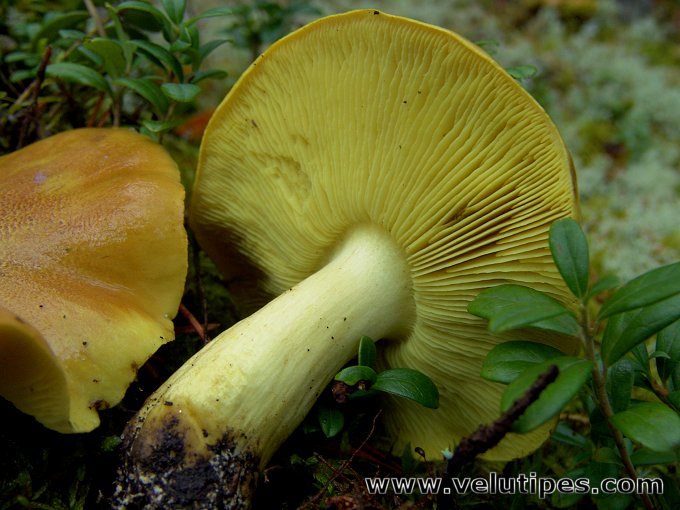 Tricholoma equestre