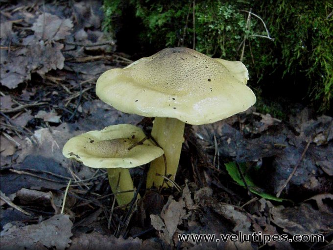 Tricholoma frondosae