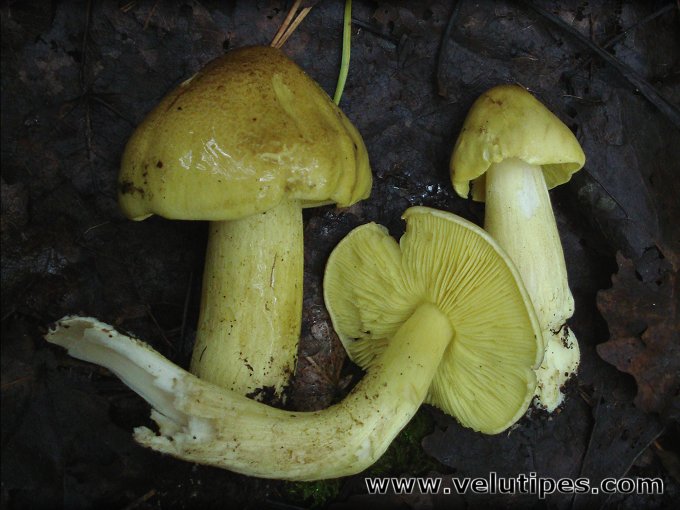 Tricholoma frondosae
