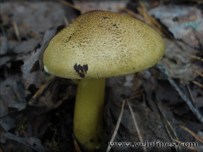 Tricholoma frondosae
