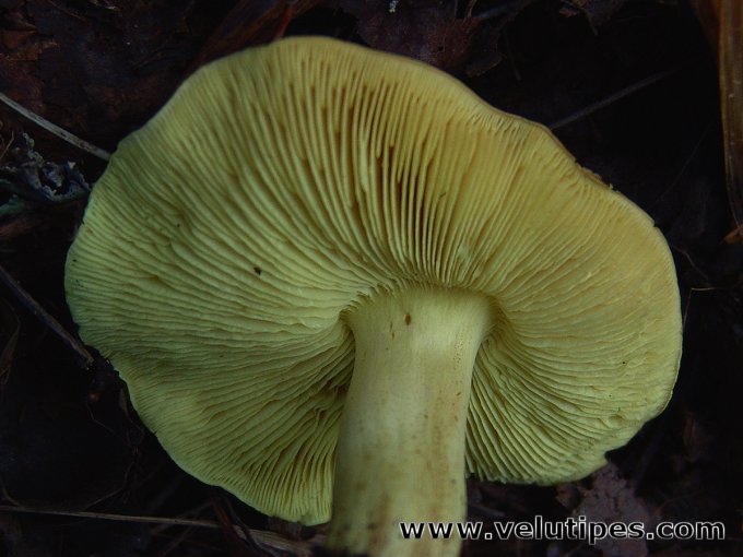 Tricholoma frondosae